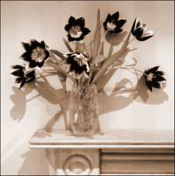 tulips, duotone