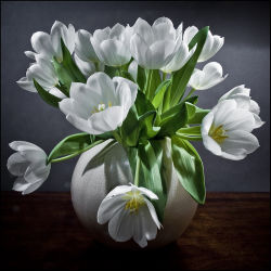 white tulips still life