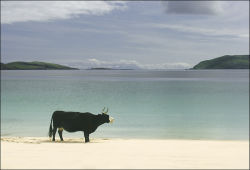 Vatersay Cow