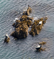 Atlantic Grey Seals