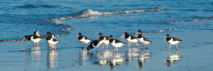 oystercatchers