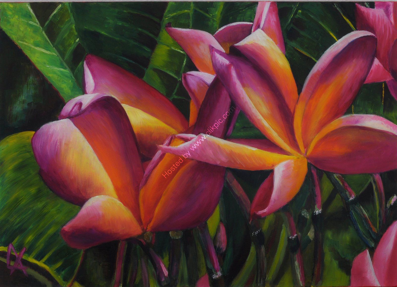 frangipani, tropical, flower, colourful