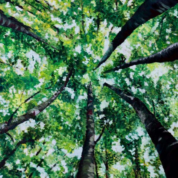 A worms eye view looking up towards the treetops, green leaves and sky