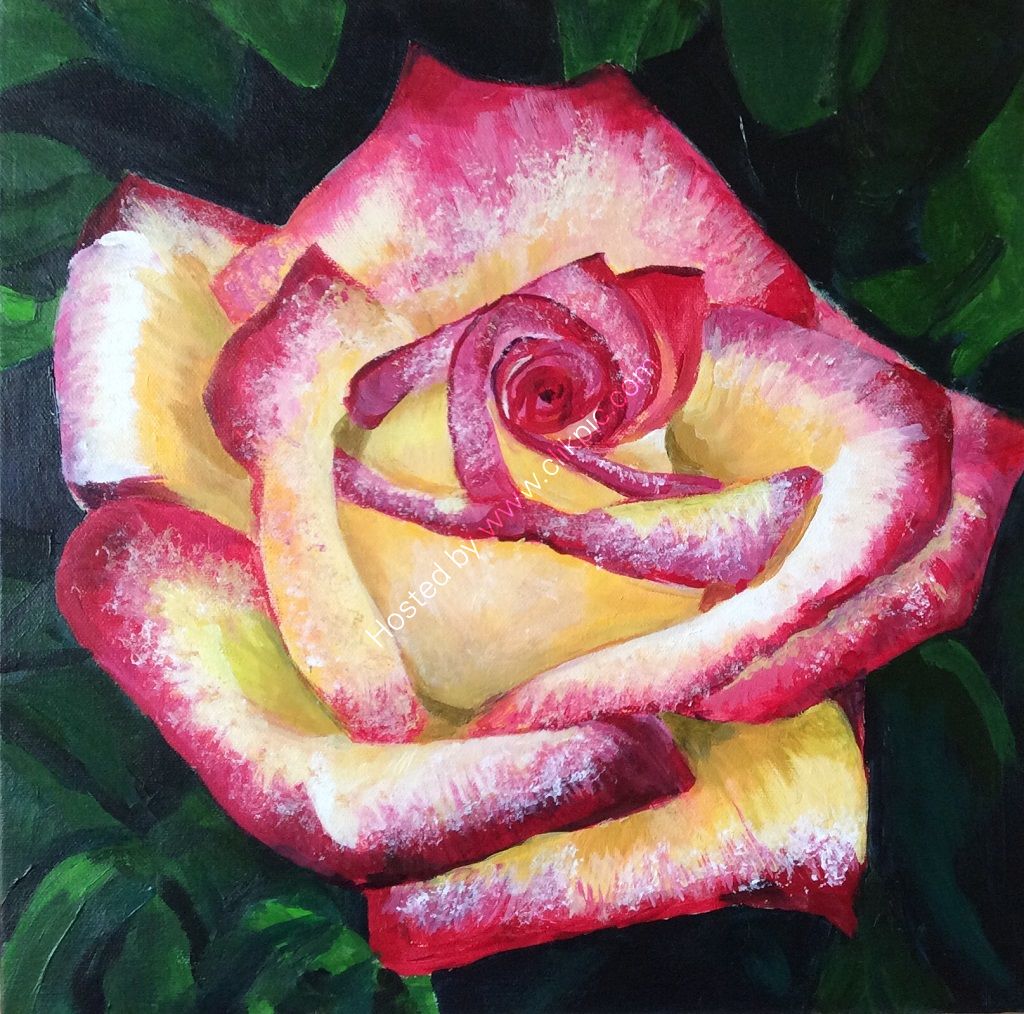 rose, textures, pinks, yellow, foliage