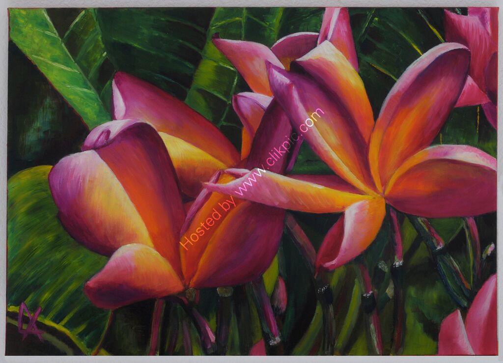 An artprint of Frangipani. Large colourful flowers in pink, yellow, orange