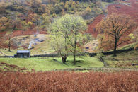 AUTUMN AT ALISONGRASS HOGHOUSE