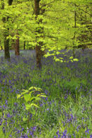 BLUEBELL WOODS (Lanhydrock))