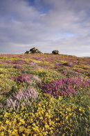 CARN KENIDJACK