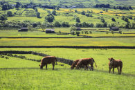 COWS IN RAYDALE