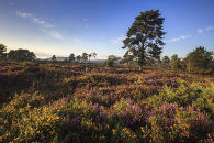 EVENING LIGHT ON WOODBURY COMMON