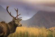 GLEN ETIVE DEER