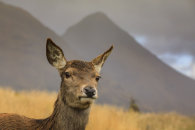 HIND DEER AT GLEN ETIVE