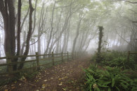 MISTY TREE'S (Peak Hill near Sidmouth)
