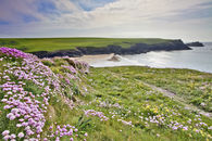 THRIFT AT POLLY JOKE