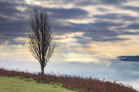 TREE ABOVE THE USK VALLEY
