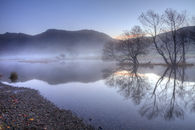 TREE'S IN THE MIST (Botherswater)