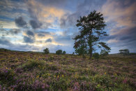 TREE'S ON WOODBURY COMMON