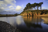 TREE'S ON THE RIVER OTTER