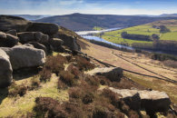 WINSTONE LEE TOR