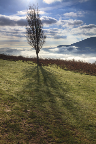 WINTER TREE ABOVE THE USK VALLEY