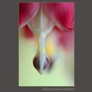 BLEEDING HEART DETAIL