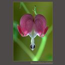 BLEEDING HEART