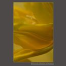 YELLOW TULIP