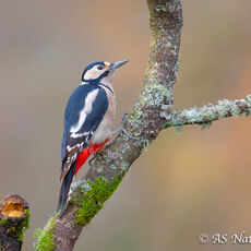 Female Great Spotted Woodpecker climbing a small tree