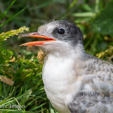 Arctic Tern Chick