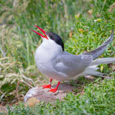 Arctic Tern Calling -2