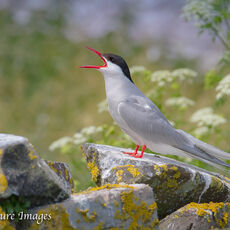 Arctic Tern Calling