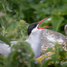 Arctic Tern Calling From its Nest