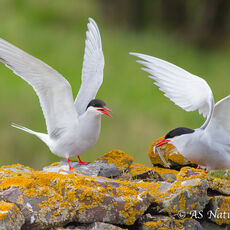 Arctic Tern Bringing a Sandeel to its Mate