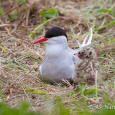 Arctic Tern with Chick