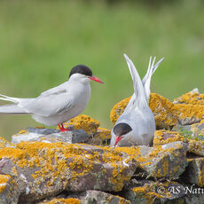 Arctic Terns at the Nest on an Old Wall