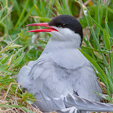 Arctic Tern Sitting on its Nest