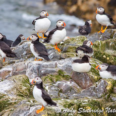 Puffins