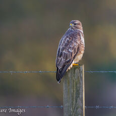 Autumn Buzzard