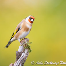 Autumn Gold Finch