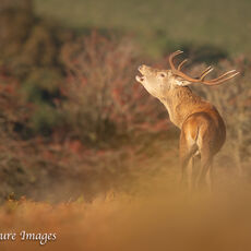 Autumn Roar