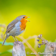 Robin Autumn Song