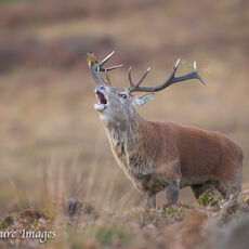 Autumn Stag