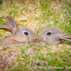 Baby Rabbits