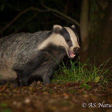 Badger 2