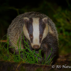 Badger 1