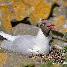 Black Headed Gull on Nest
