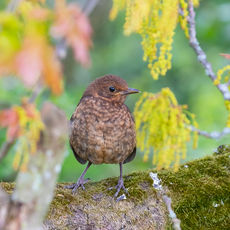 Blackbird Fledgeling