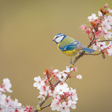 Blue Tit & Blossom