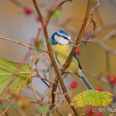 Autumn BlueTit