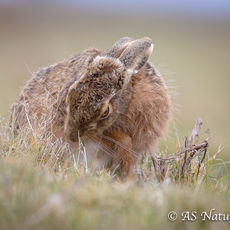 Brown Hare Cleaning Itself